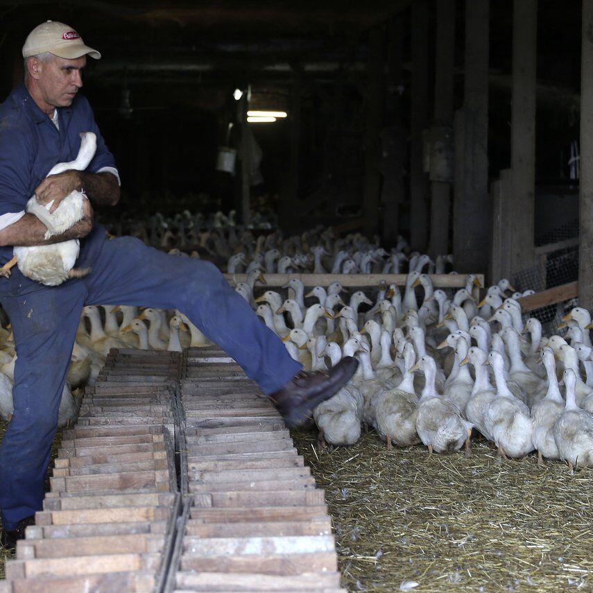 Long Island’s last duck farm weighs closure after outbreak leads to killing of entire flock